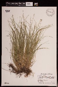 Carex radiata image