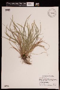 Carex saximontana image
