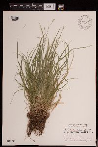 Carex deweyana image