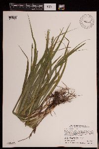 Carex sparganioides image