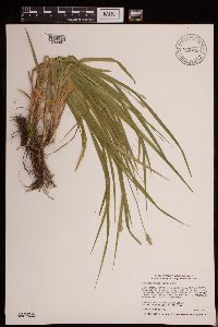 Carex cephaloidea image
