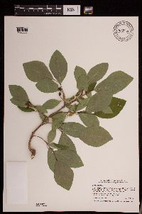 Dirca palustris image