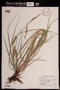 Carex laeviconica image