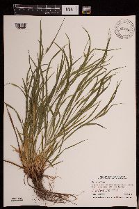 Carex grisea image