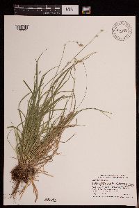 Carex deweyana image