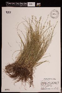 Carex radiata image