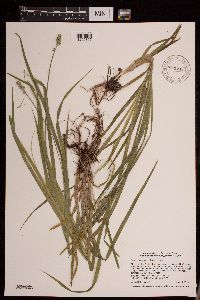 Carex cephaloidea image