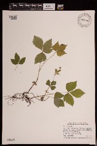 Rubus pubescens image