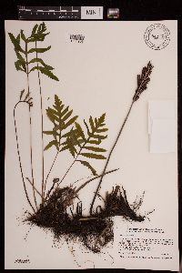 Media resource of Onoclea sensibilis