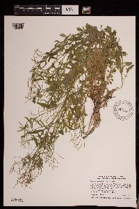 Image of Cardamine pensylvanica