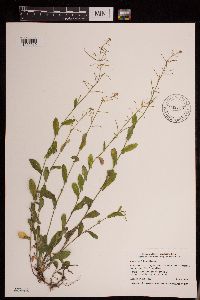 Boechera dentata image