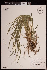 Carex grisea image