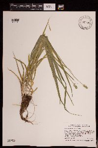 Carex cephaloidea image