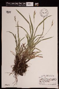 Carex hirtifolia image