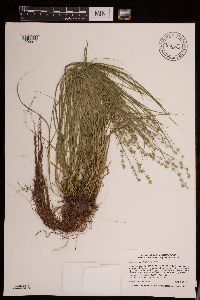 Carex radiata image