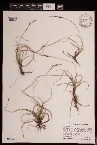 Carex richardsonii image