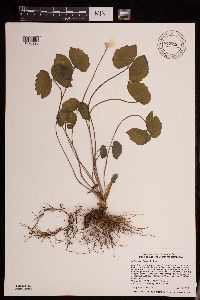 Media resource of Jeffersonia diphylla