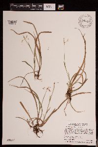 Luzula acuminata image