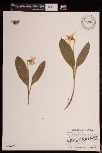 Media resource of Erythronium americanum