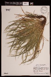 Carex saximontana image