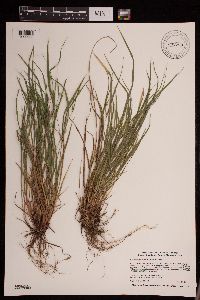 Carex oligocarpa image