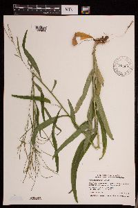 Media resource of Boechera laevigata