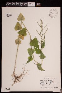 Alliaria petiolata image