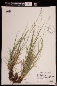 Carex deweyana image