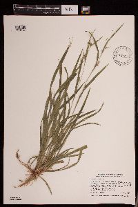 Carex grisea image