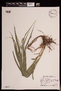 Carex sparganioides image