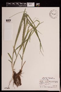 Carex cephaloidea image