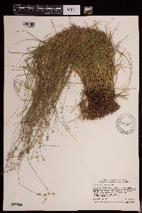 Carex radiata image