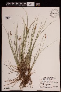 Carex inops image