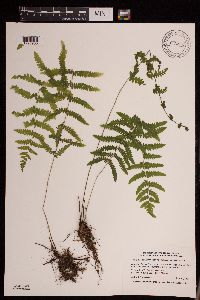 Media resource of Thelypteris palustris