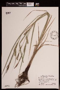 Carex trichocarpa image