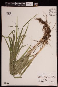 Carex sparganioides image