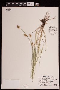 Carex brevior image