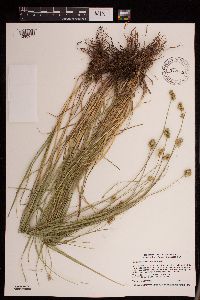 Carex molesta image