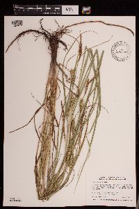 Carex laeviconica image