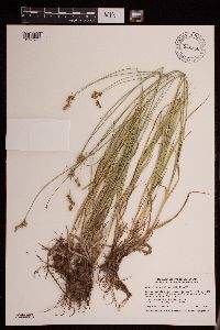 Carex brevior image