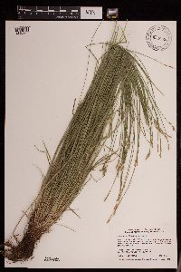 Carex bromoides image