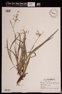 Luzula acuminata image