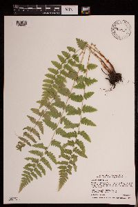 Media resource of Dryopteris cristata
