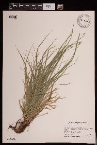 Carex deweyana image