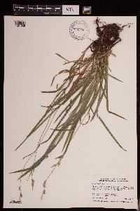 Carex hirtifolia image