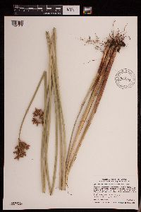 Schoenoplectus acutus image
