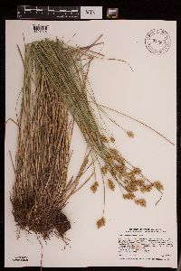 Carex scoparia image
