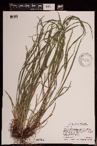 Carex grisea image