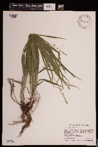 Carex sparganioides image