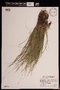 Carex radiata image